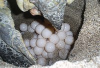 Começa temporada reprodutiva das tartarugas marinhas 2021-22 no Espírito Santo e no Brasil