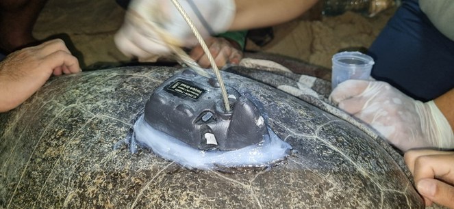 Procedimento para fixação do transmissor no casco da tartaruga-oliva em SE (Centro TAMAR/ICMBio)