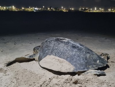 Tartaruga-oliva finalizando a cama e desova no litoral de Aracaju, luzes da orla podem desorientar adultos e filhotes.