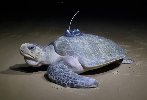 Tartaruga-oliva retornando ao mar de SE após a instalação do transmissor por satélite (Centro TAMAR/ICMBio)