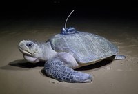 Em fase final, Estudo realizado no litoral de Sergipe possibilitará o monitoramento de 30 fêmeas de tartarugas-oliva.