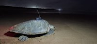Estudo que avalia impacto de operações marinhas no comportamento e migração da tartaruga-oliva começa segunda fase