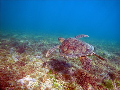 Chelonia mydas (Claudio Bellini)