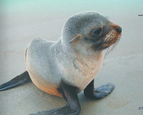 Leão marinho (Otariinae)