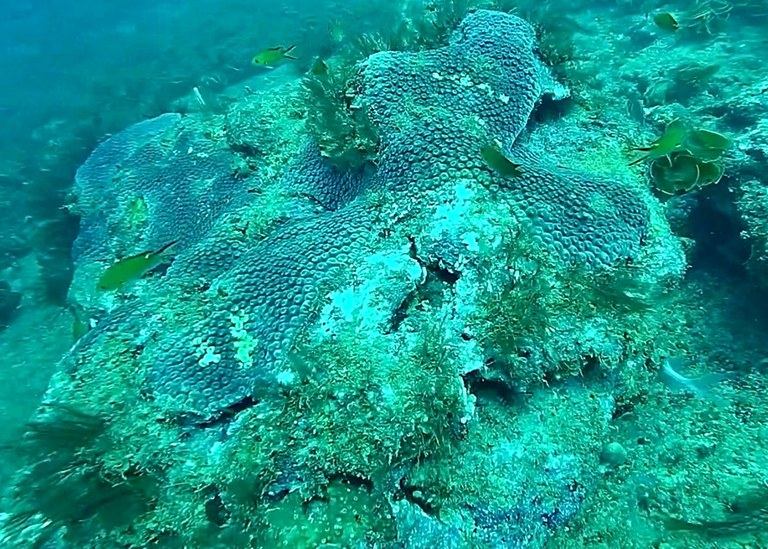 Branqueamento de corais em Pedras de Aracaju e Abaís/SE (Crédito: Gustavo Mendes)