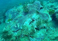 Mergulhos nas Pedras de Aracaju e Abaís, no litoral sergipano, revelam branqueamento de corais