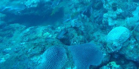 Branqueamento de corais no litoral de SE