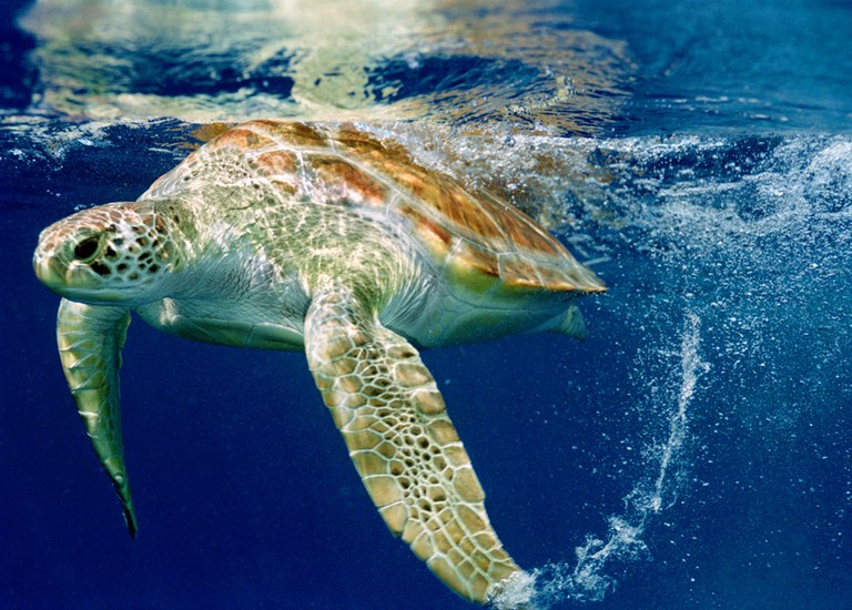 Tartaruga-verde (Chelonia mydas) - Banco de Imagens da Fundação Projeto TAMAR