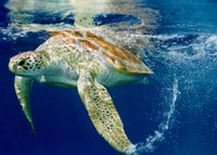 Nota de Esclarecimento do Centro Tamar/ICMBio sobre a nova classificação do status de conservação da tartaruga-verde (Chelonia mydas) no Brasil