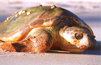 tartaruga-cabeçuda