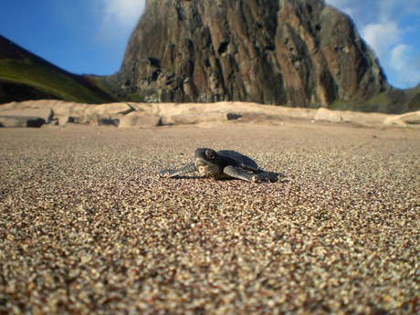 Filhote de tartaruga-verde na Ilha de Trindade-ES (Crédito: Banco de Imagens Fundação Projeto TAMAR)