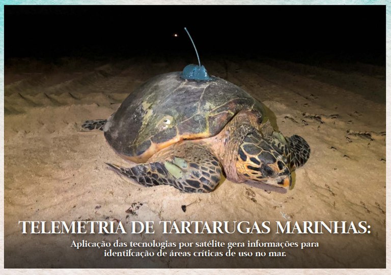 Tartaruga marinha com transmissor.