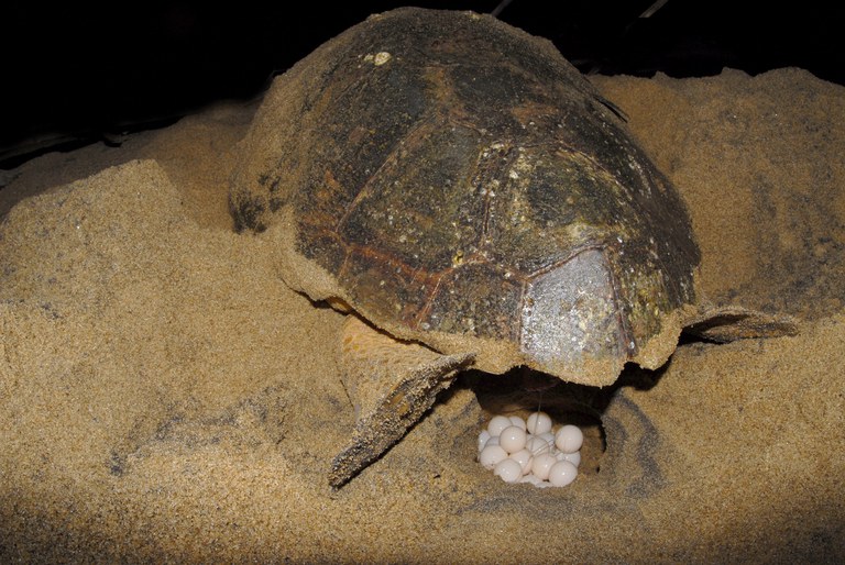 Desova de tartaruga marinha (Crédito Fundação Projeto TAMAR)