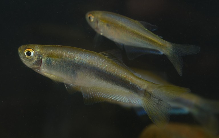 Mimagoniates-microlepis-José-Nolasco SITE.jpg