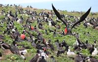 Abrolhos comemora dez meses sem ratos