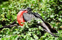 Alcatrazes oferece passeios para birdwatching