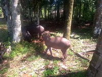 Antas retornam à natureza em Anavilhanas