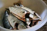 APA da Baleia Franca lança diagnóstico da pesca artesanal no Complexo Lagunar Santa Marta/Camacho