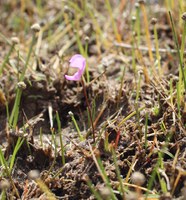 Artigos descrevem a flora dos Lençóis Maranhenses