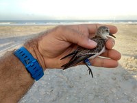 Aves limícolas migratórias é foco de expedição