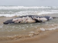 Baleias mortas são encontradas na APA da Baleia Franca