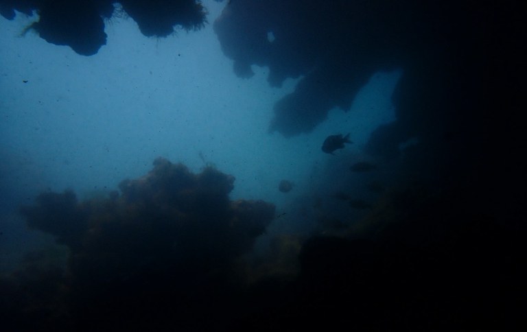 Cavernas submarinas - Foto - Thiago Buchianeri Nuna de Oliveira SITE.jpg