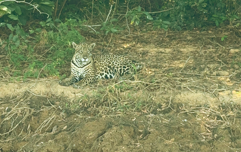 Equipe realizava monitoramento e vigilância de foco de incêndio durante a noite e foi surpreendida pelo felino no acampamento