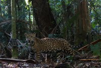 Câmeras registram dois filhotes de onça-pintada no Parque Nacional do Iguaçu