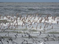 Cemave promove censo de aves limícolas e aquáticas