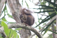 Cenap promove consulta para avaliar roedores e lagomorfos