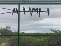 Curaçá comemora o Dia Municipal da Ararinha-azul