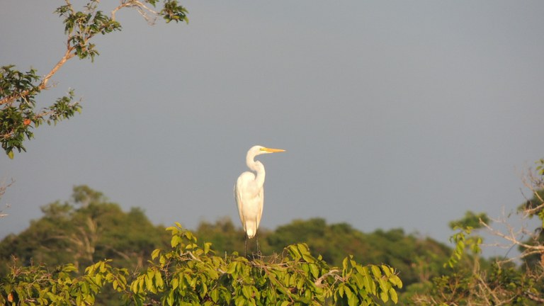 187_flona_tapajos_Danúbia_Melo.jpg