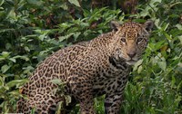 Dia Nacional da Onça-pintada, o maior felino das Américas, é festejado neste domingo (29)