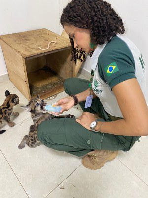 A analista do Instituto Chico Mendes Greice Quele de Oliveira alimentando os filhotes antes da viagem