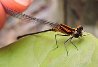 Duas novas espécies de libélula são descobertas no Parque Nacional Grande Sertão Veredas