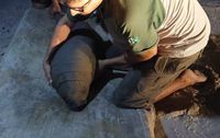 Filhote de peixe-boi resgatado no Maranhão é transferido para Pernambuco