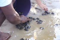 Filhotes de tartaruga são devolvidos à natureza