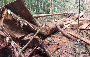 Exploração ilegal de madeira