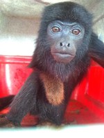 Guariba-de-mãos-ruivas retorna à natureza