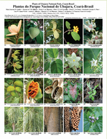 Guia de Planta de UC é publicado em site nos EUA