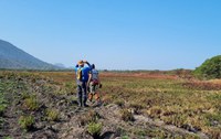 Habitat do Guaiamum é identificado na APA da Bacia do Rio São João/Mico-leão-dourado