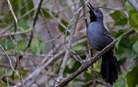 Instituto Chico Mendes abre consulta ampla para avaliação de risco de extinção das aves da Caatinga