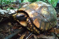 Jabutis são reintroduzidos no Parque Nacional da Tijuca