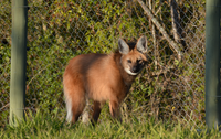 Lobo-guará Canelinha é reintroduzido na natureza