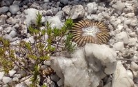 Nova espécie de cacto sem espinhos é descoberta no Parque Nacional das Sempre-Vivas