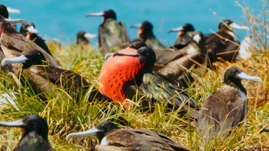 Fragatas no Arquipélago de Abrolhos - Foto: TVBrasil/DIVULGAÇÃO