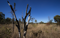 Projeto de restauração do Cerrado combate efeitos das mudanças climáticas