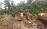 Operação identifica roubo de madeira na Flona Jacundá