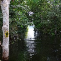 Parque de Anavilhanas sinaliza circuito aquático 