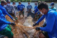 Peixe-boi marinho retorna à natureza no litoral alagoano